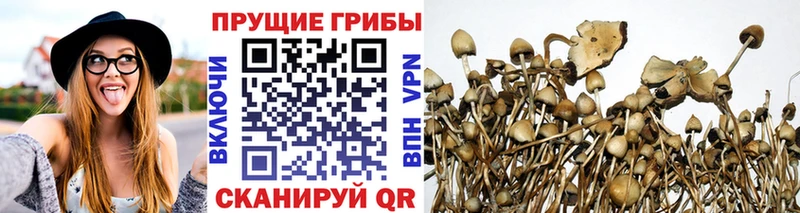 купить наркотик  Сердобск  Псилоцибиновые грибы GOLDEN TEACHER 
